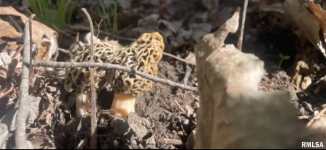 $795,000 | 305 East Martin Drive, Deer Creek, IL 61733