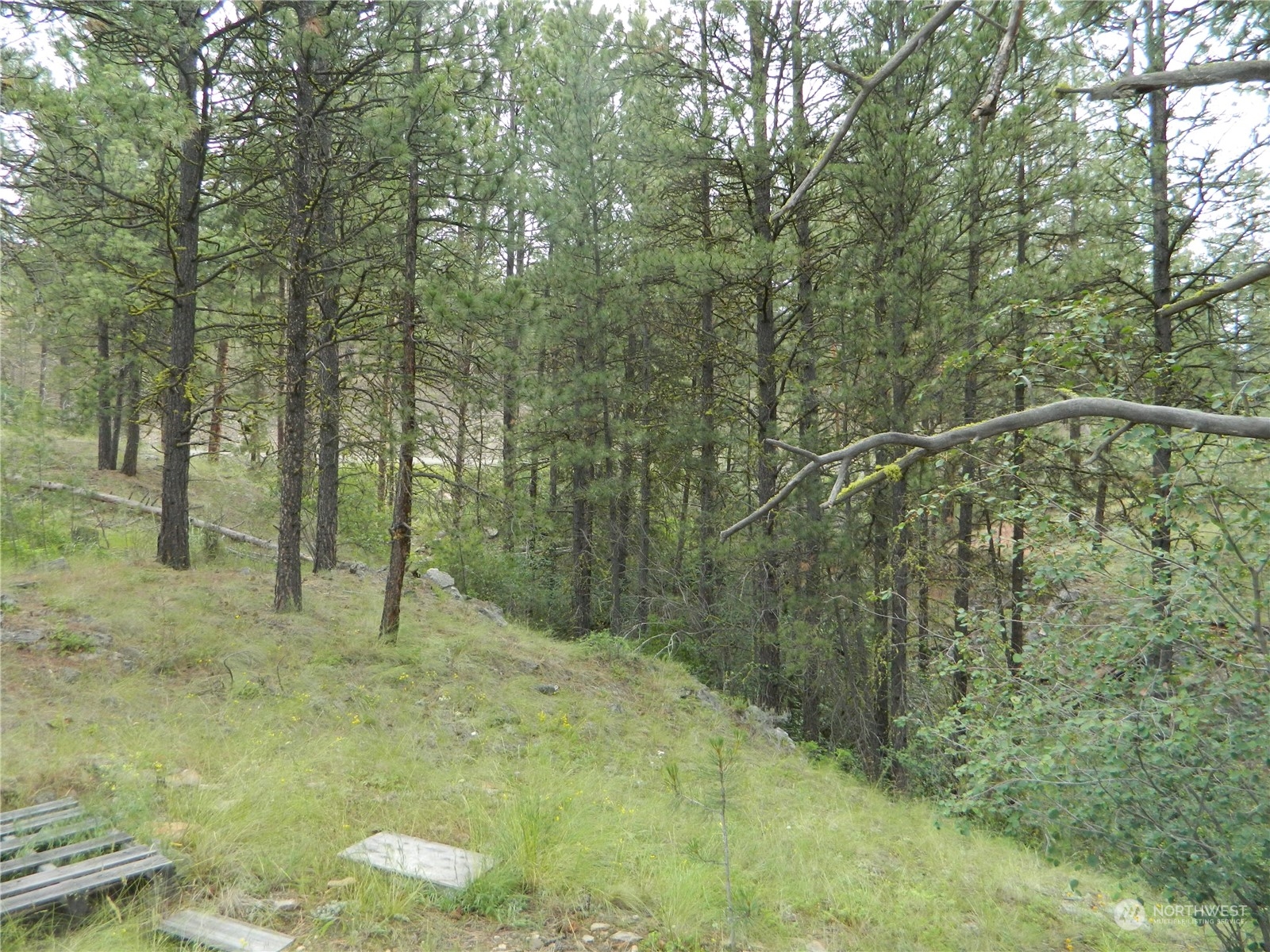 4 Neil Circle Road South Tonasket, WA 98855 - Photo 8 of 25 a view of a yard with trees
