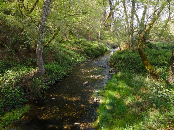 a view of a house with a big yard potted plants and large tree