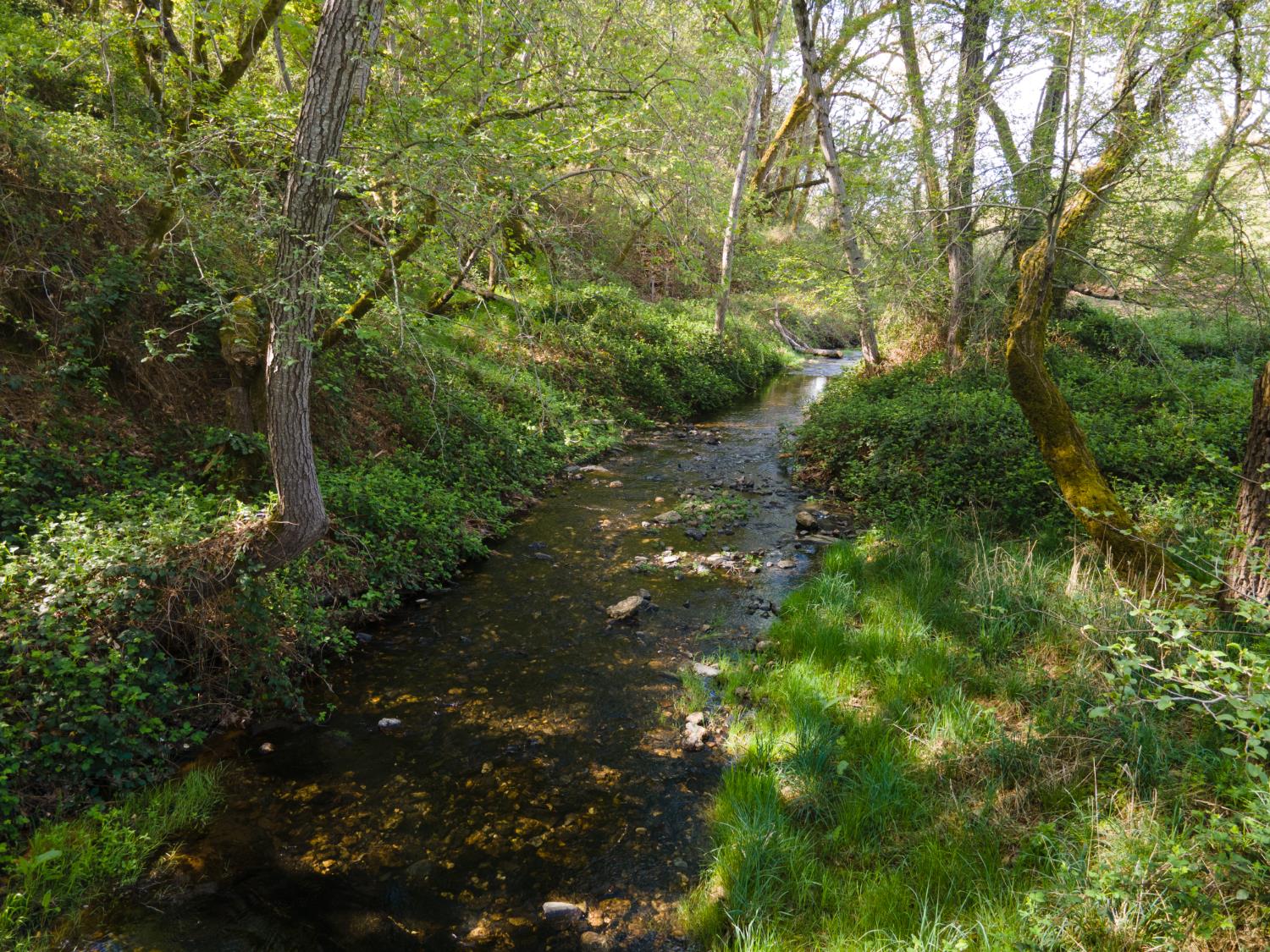 4881 Marshall Road Garden Valley, CA 95633 - Photo 23 of 25 a backyard of a house with lots of green space