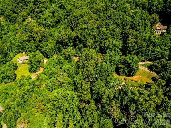 a close up of a plant