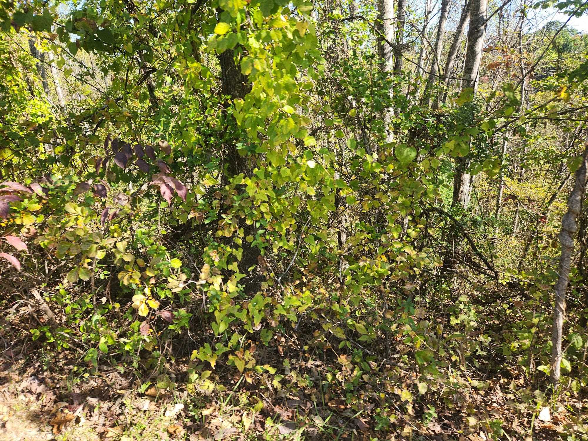 0 Kiser Fork Road Grayson, KY 41143 - Photo 11 of 48 Gallery Image 11