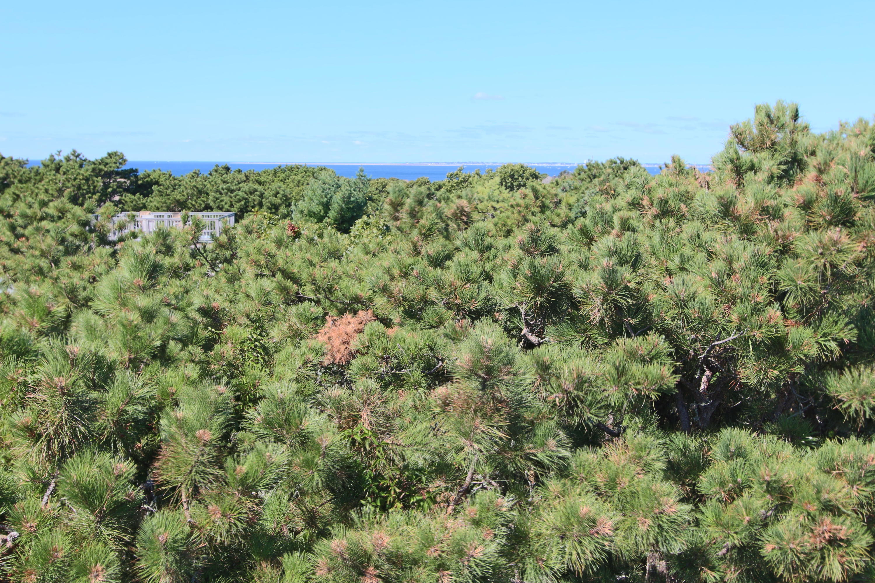 26 Fishermans Road Truro, MA 02666 - Photo 1 of 29 a view of a field with a tree