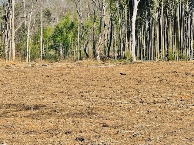 0 Jayess Road Jayess, MS 39641 - Photo 5 of 7 Photo 5