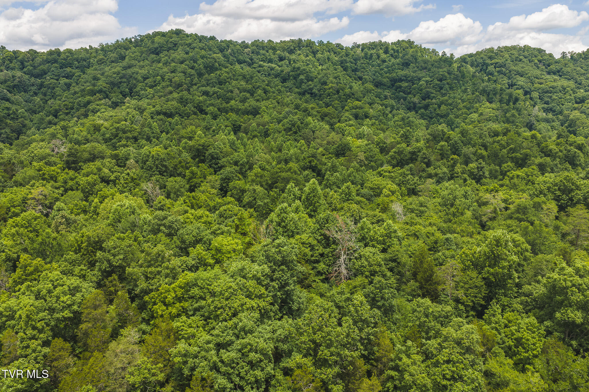 150-ac Big Springs Road Eidson, TN 37731 - Photo 12 of 24 DJI_20260616130239_0226_D