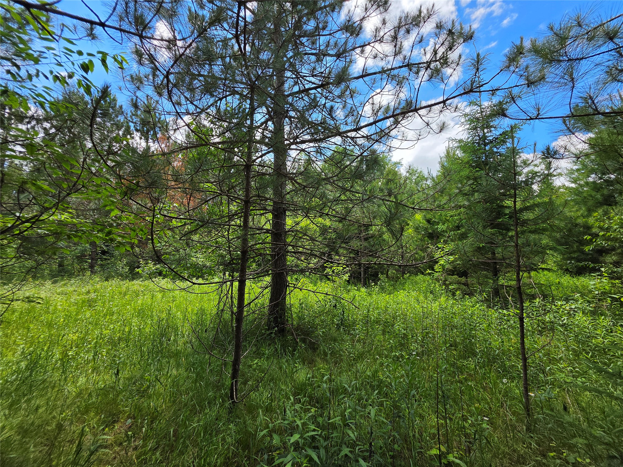 20-acres Adams Road Bruce, WI 54819 - Photo 8 of 14