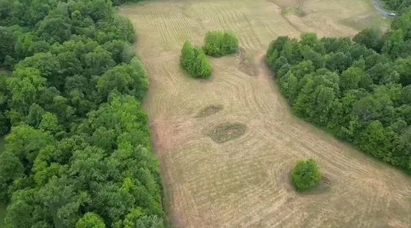 a view of a plant in a garden