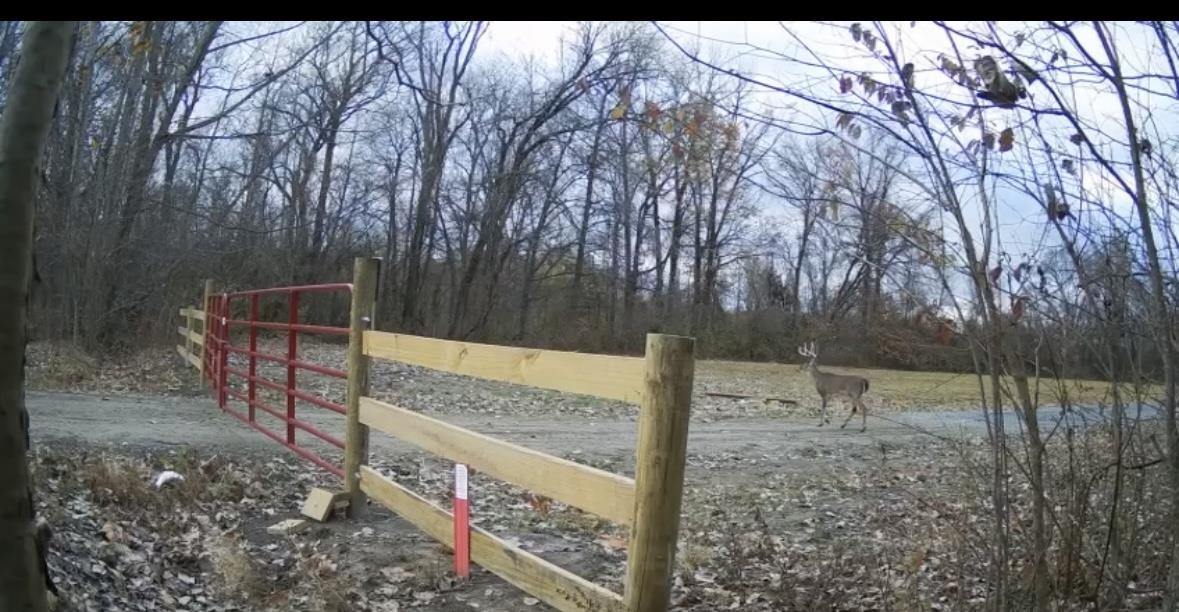 357 Chisholm Lake Road Ripley, TN 38063 - Photo 7 of 7 a view of a forest