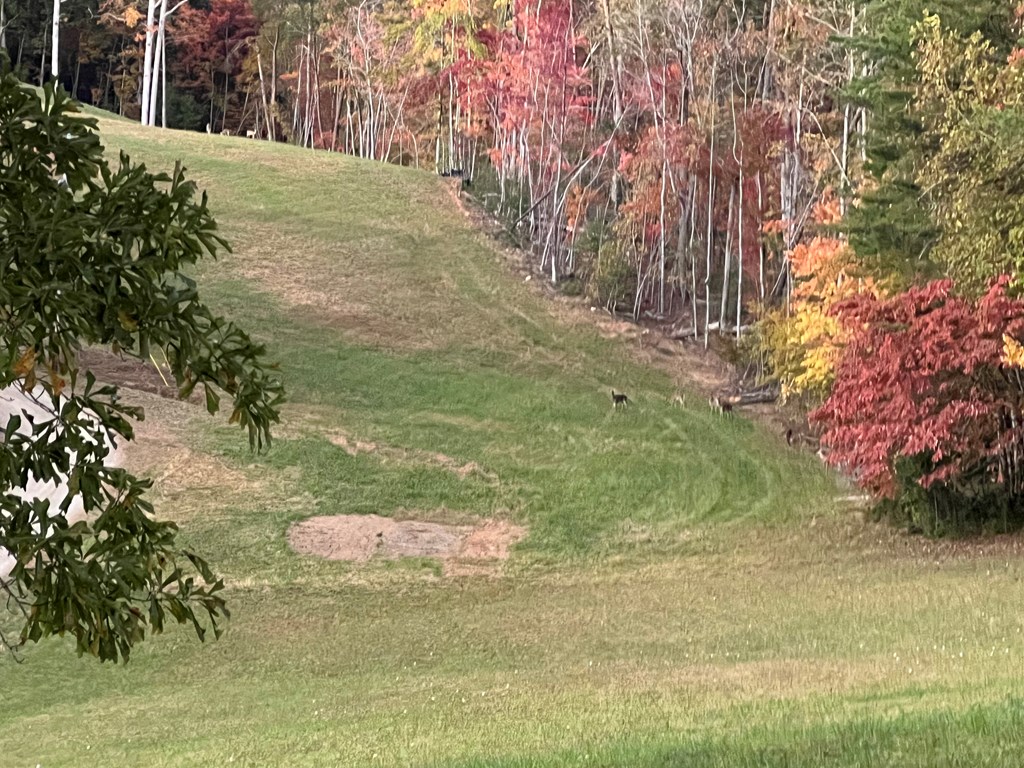 136 Ash Knob Road Hayesville, NC 28904 - Photo 13 of 49 Gallery Image 13