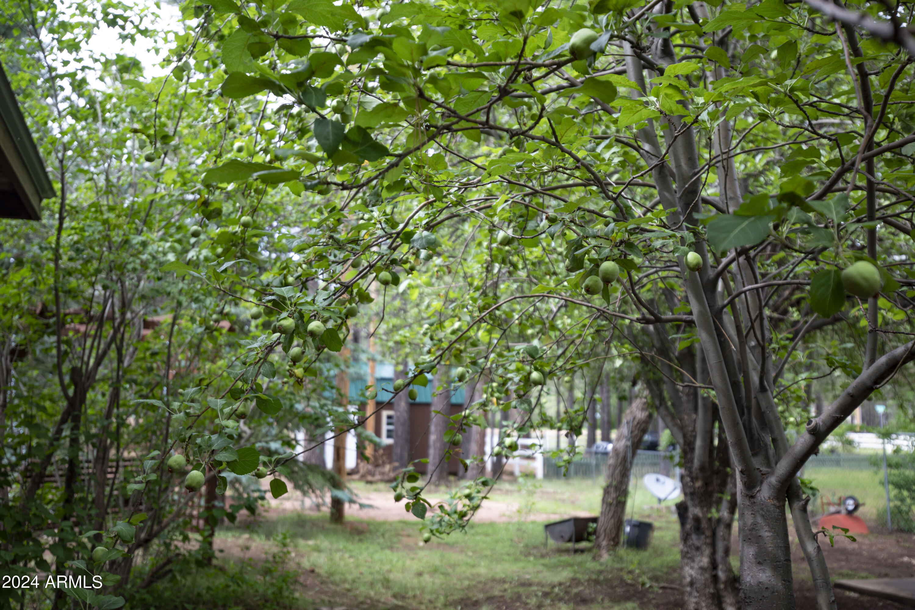 2524 Old Rim Road Forest Lakes, AZ 85931 - Photo 44 of 44 a backyard of a house with lots of green space