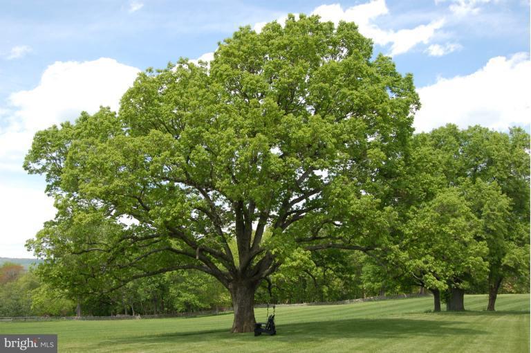 33201 Millville Road Upperville, VA 20184 - Photo 21 of 29 Oak Tree