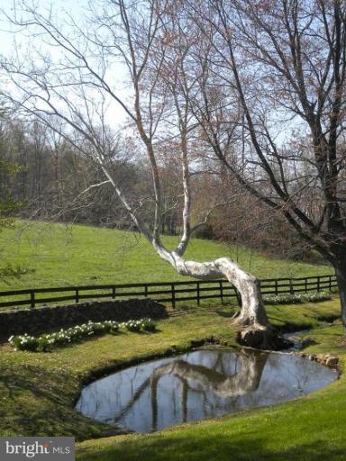 33201 Millville Road Upperville, VA 20184 - Photo 4 of 29 Sycamore Tree