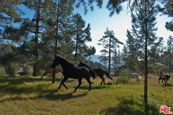 a view of yard with a yard