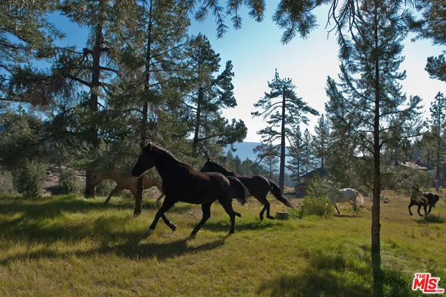 a view of yard with a yard