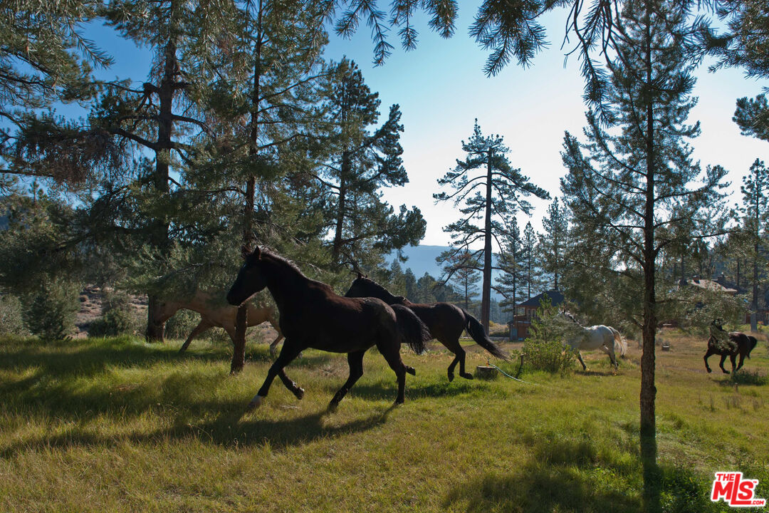 33224 Seymour Canyon Road Frazier Park, CA 93225 - Photo 28 of 32 a view of yard with a yard