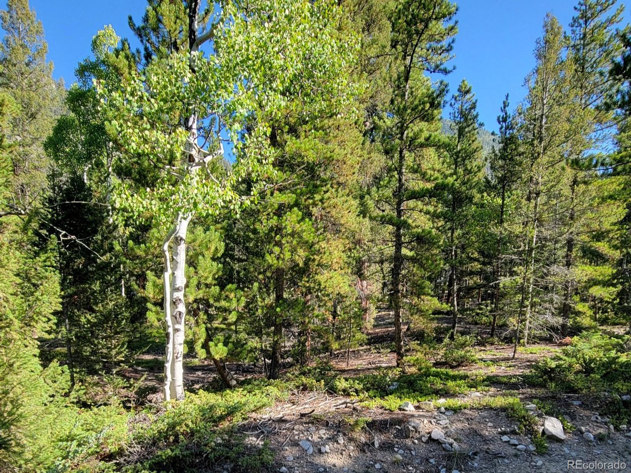 292 A County Road Nathrop, CO 81236 - Photo 4 of 7 a view of a plants with large trees