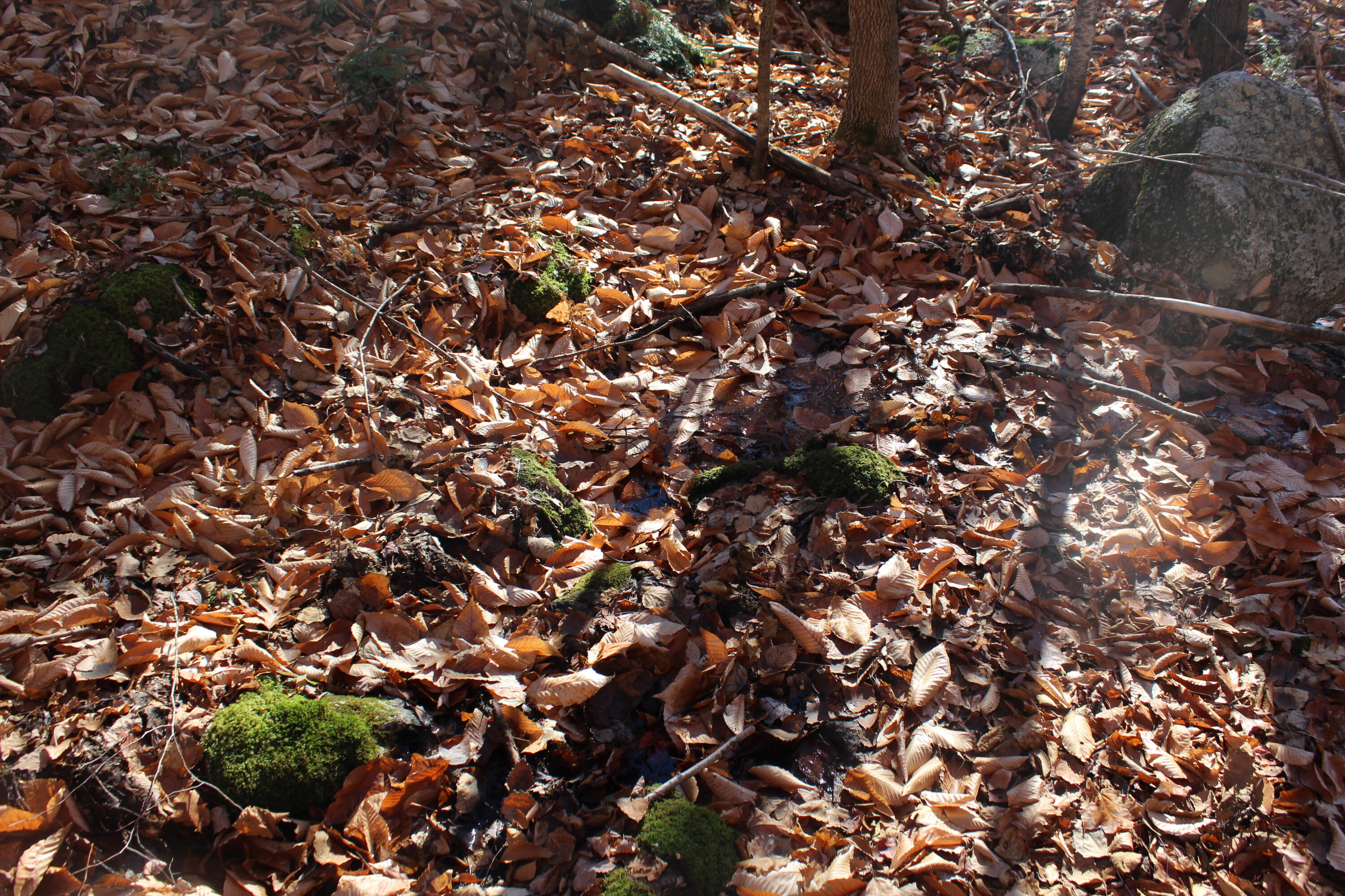 Lot # South Barbour Road Stow, ME 04037 - Photo 34 of 36 IMG_6363