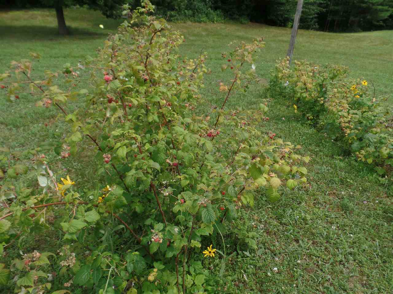 1025 Thurston Hill Road Roxbury, VT 05669 - Photo 34 of 40