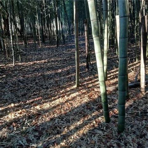 $8,975 | 241 Nacoochee Drive, Woodstock, GA 30188