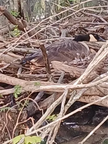 $8,975 | 241 Nacoochee Drive, Woodstock, GA 30188