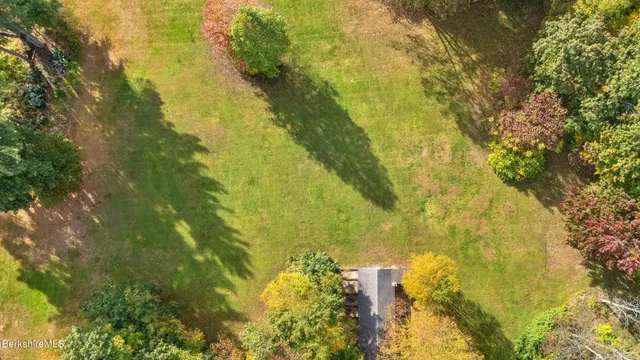 a close up of a tree in a yard