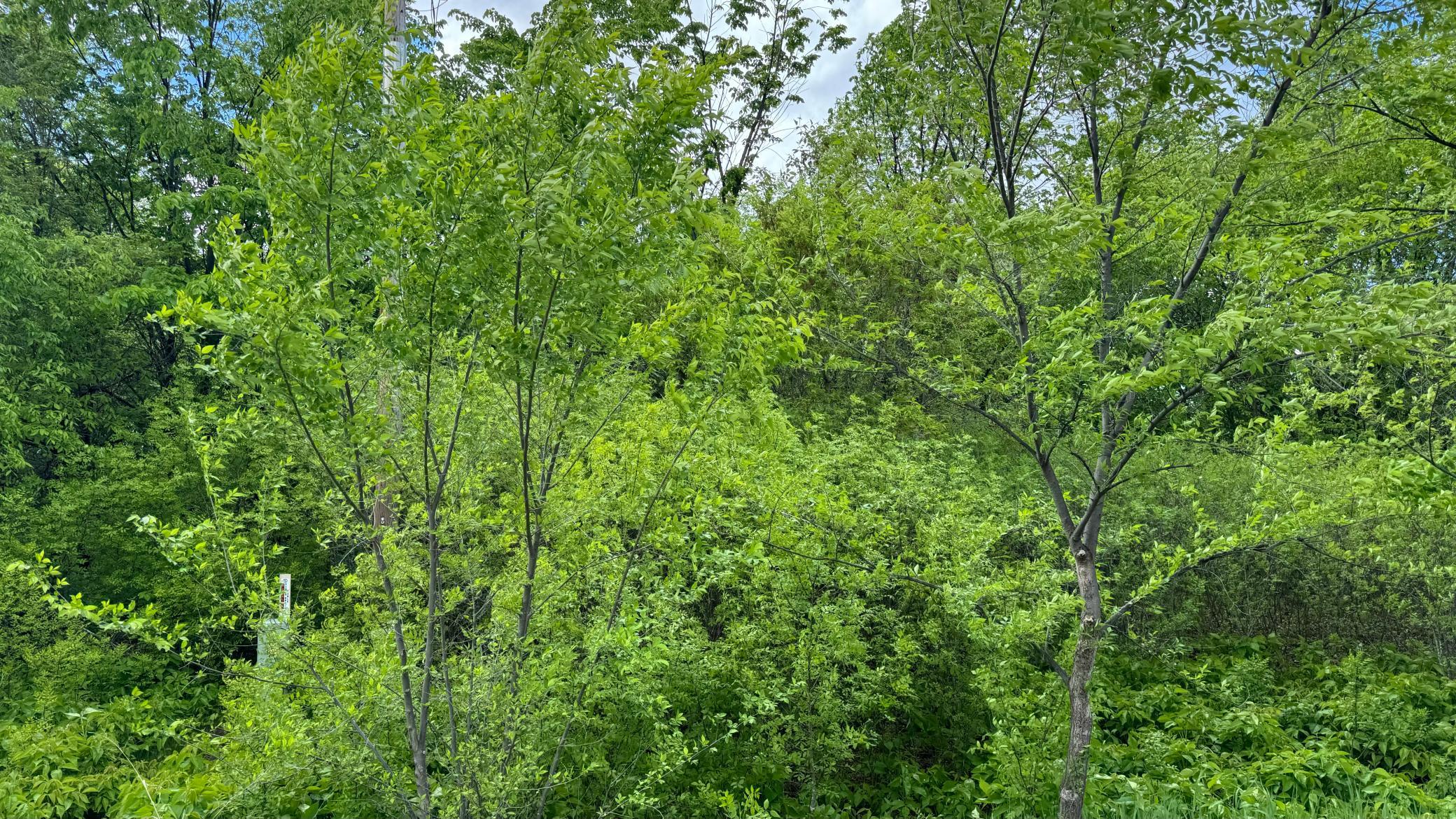 Lot 16 Sunset Strip Northwest Alexandria, MN 56308 - Photo 40 of 45
