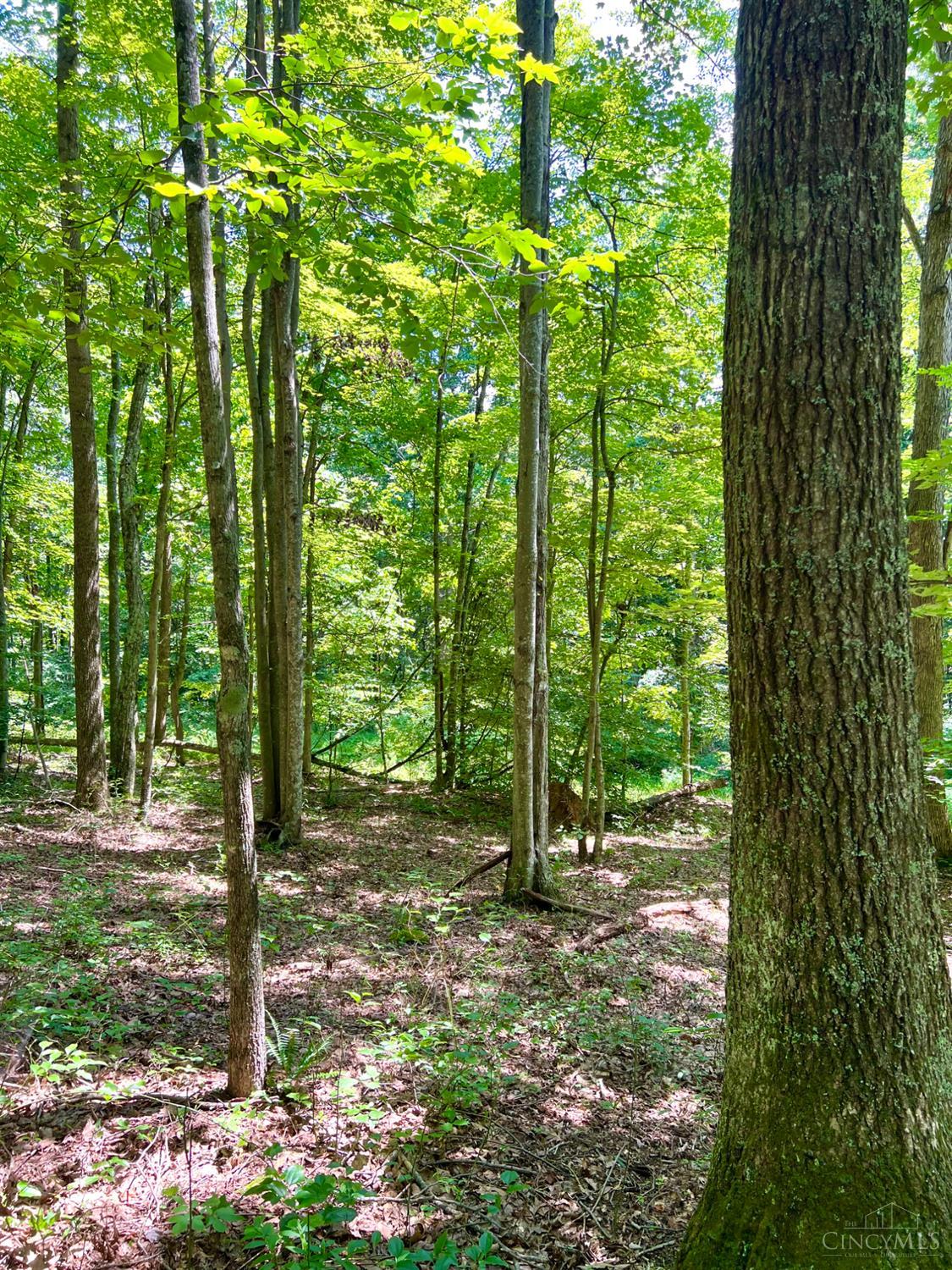 0 South Chenoweth Fork Road Piketon, OH 45661 - Photo 50 of 95