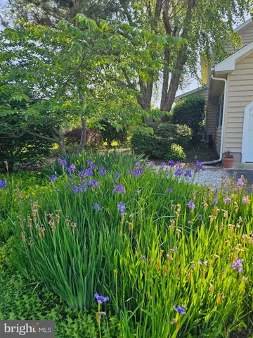 a view of a garden with plants and large trees
