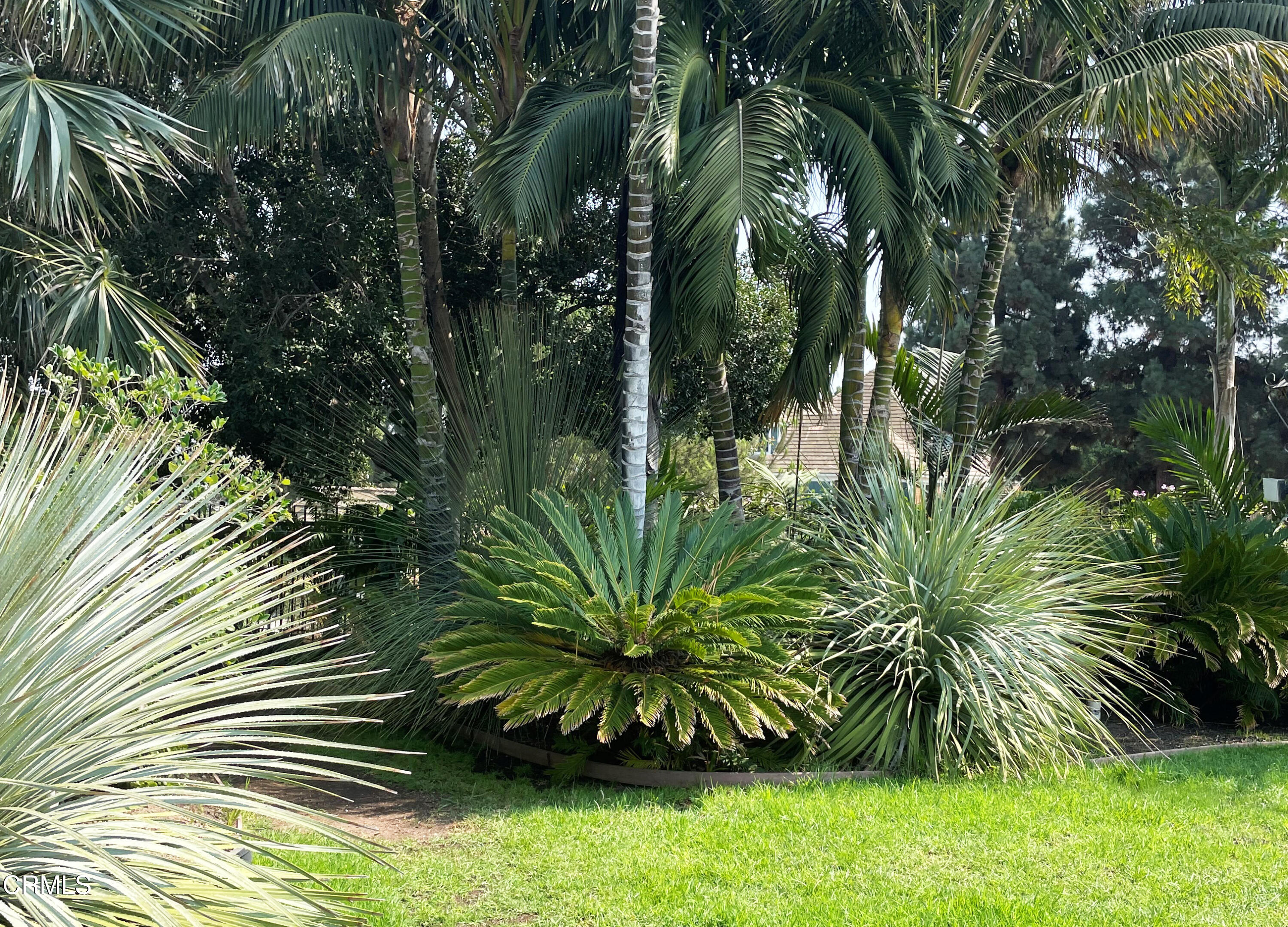 75 Marine View Drive Camarillo, CA 93010 - Photo 4 of 18 a view of a garden