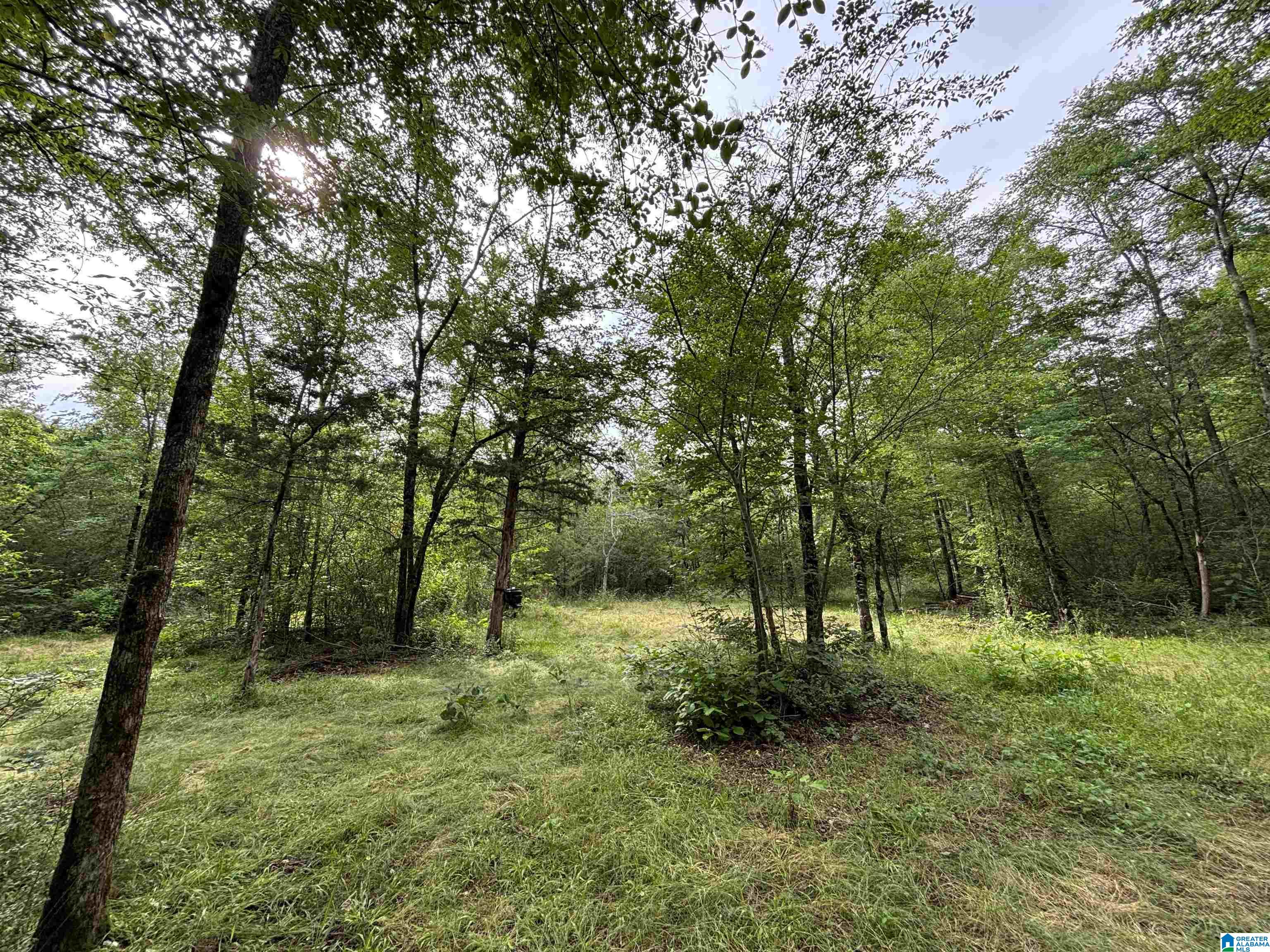 0 Bright Star Road, Unit 123 / ACRES Horton, AL 35980 - Photo 10 of 21