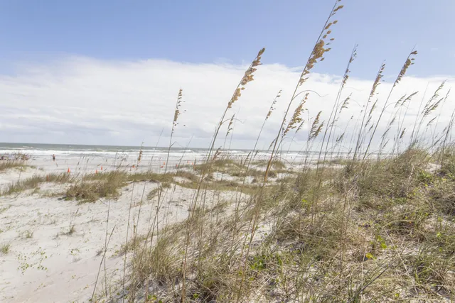 a view of a dry yard with wooden fence