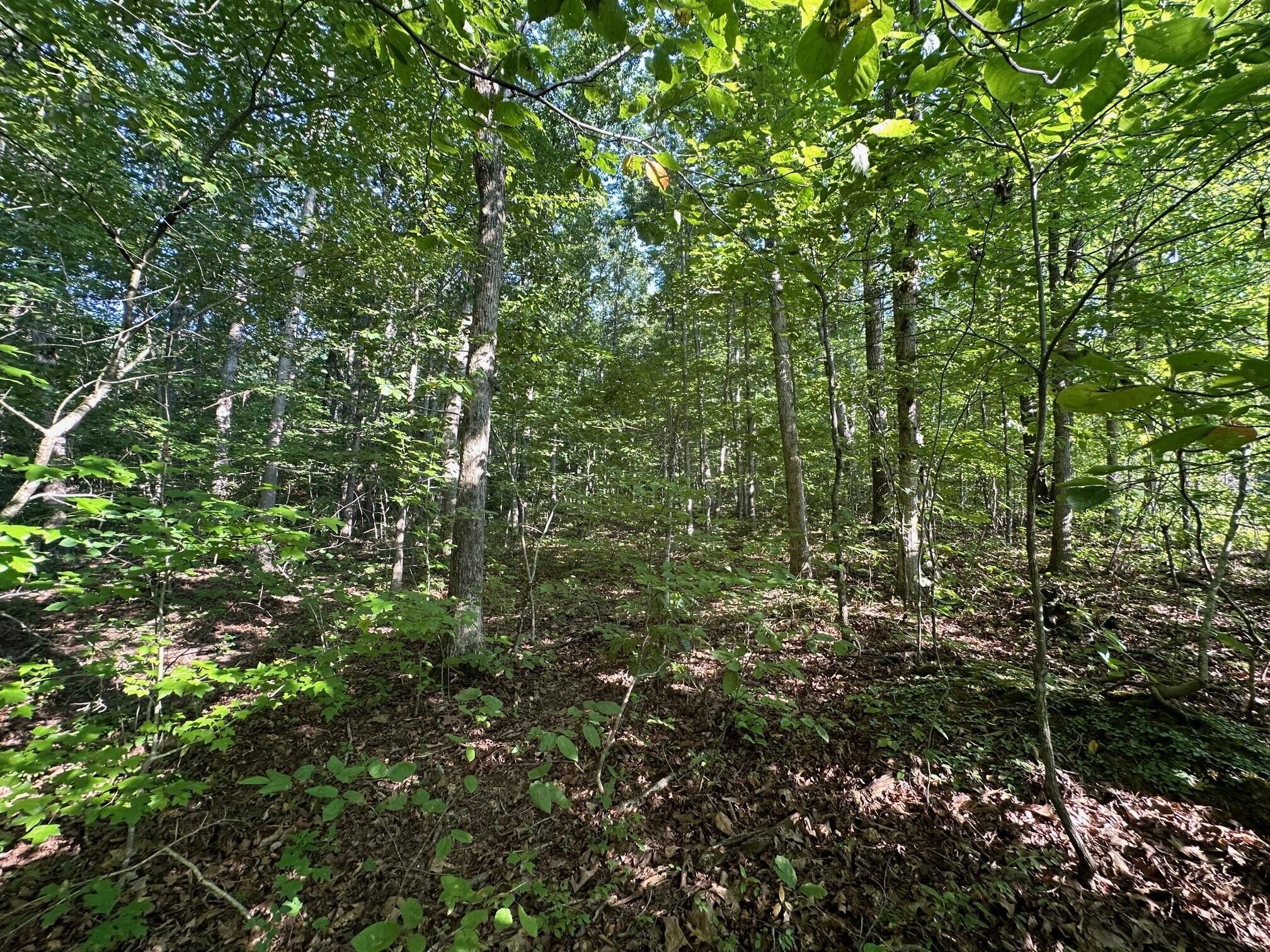3 Prater Road Pikeville, TN 37367 - Photo 7 of 20 Gallery Image 7