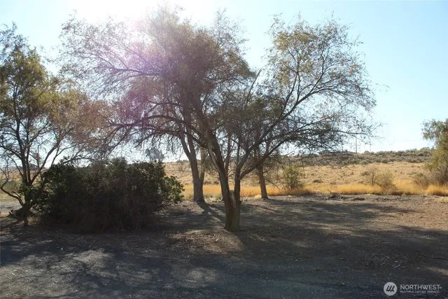 a view of dirt yard with a large tree
