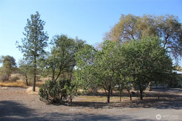 a view of a yard with trees