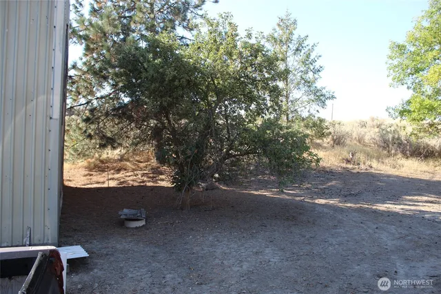 a view of dirt yard with a large tree
