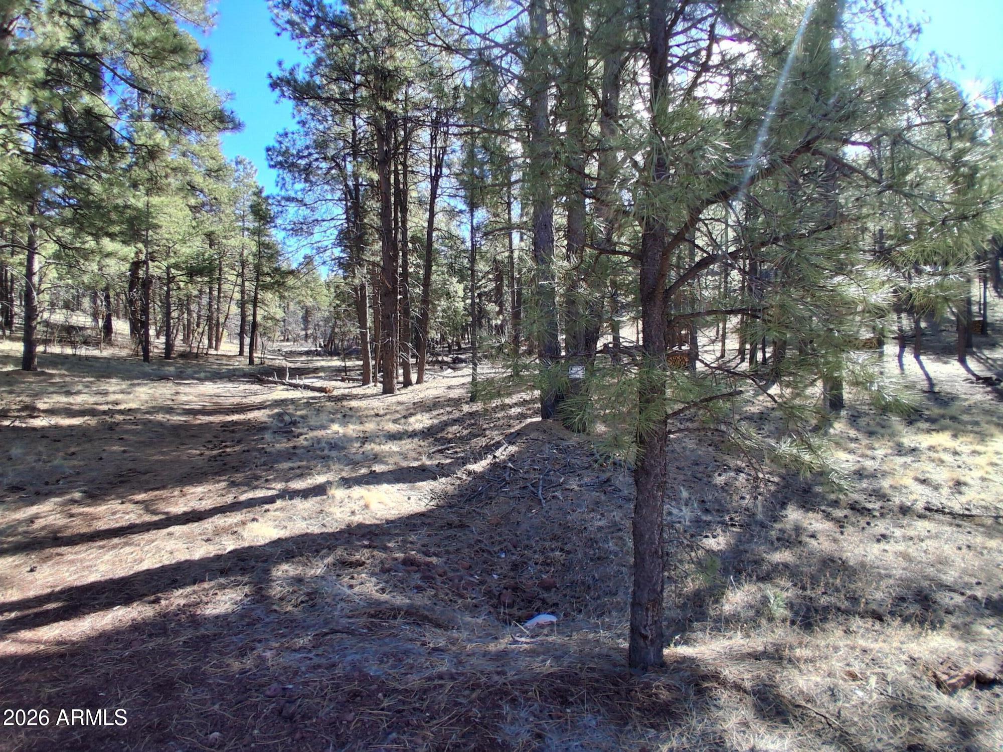 13696 Kings Deer Road Parks, AZ 86018 - Photo 12 of 32 a view of a yard with large trees