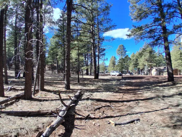 a view of a backyard with trees