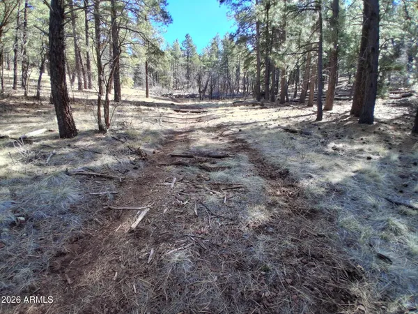 a view of a forest with trees