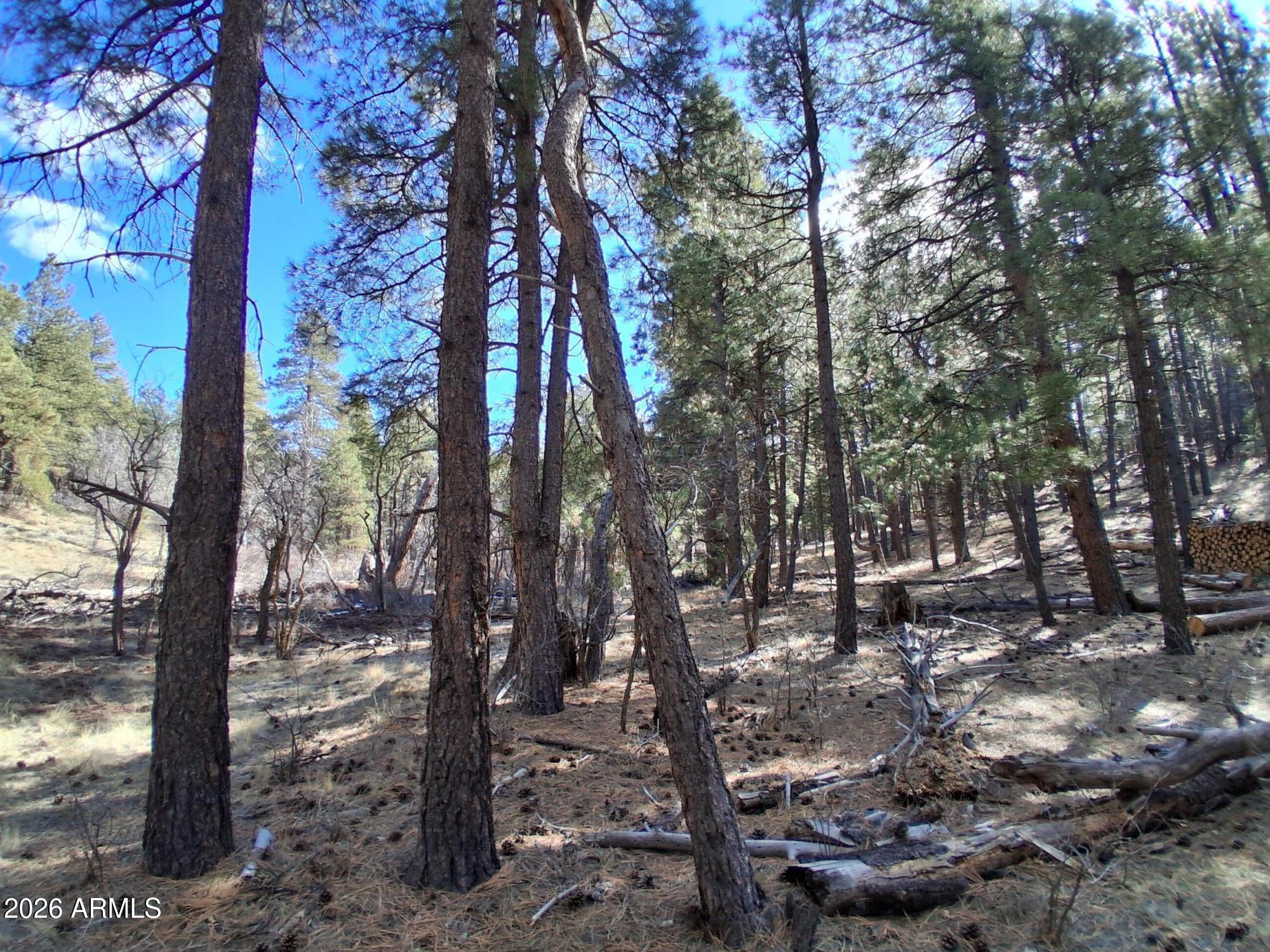 13696 Kings Deer Road Parks, AZ 86018 - Photo 16 of 32 a view of a forest with trees