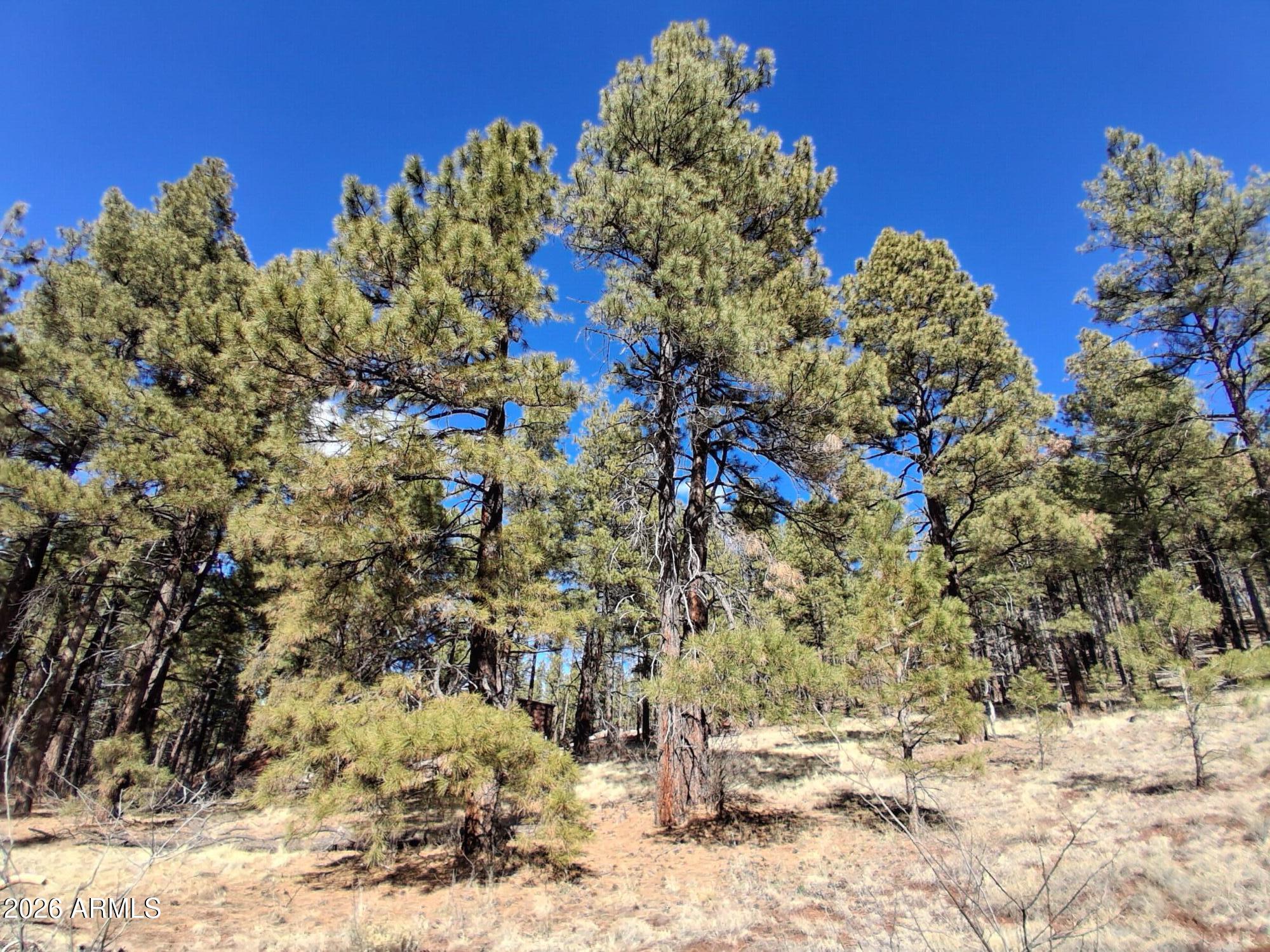 13696 Kings Deer Road Parks, AZ 86018 - Photo 21 of 32 a view of a yard covered with snow