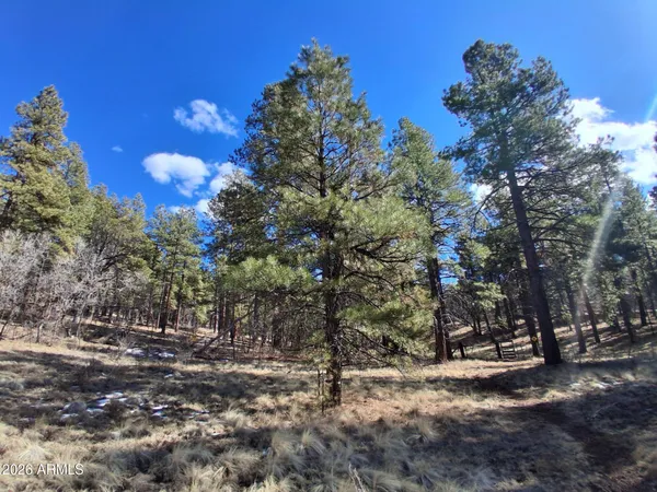 a view of a forest with trees