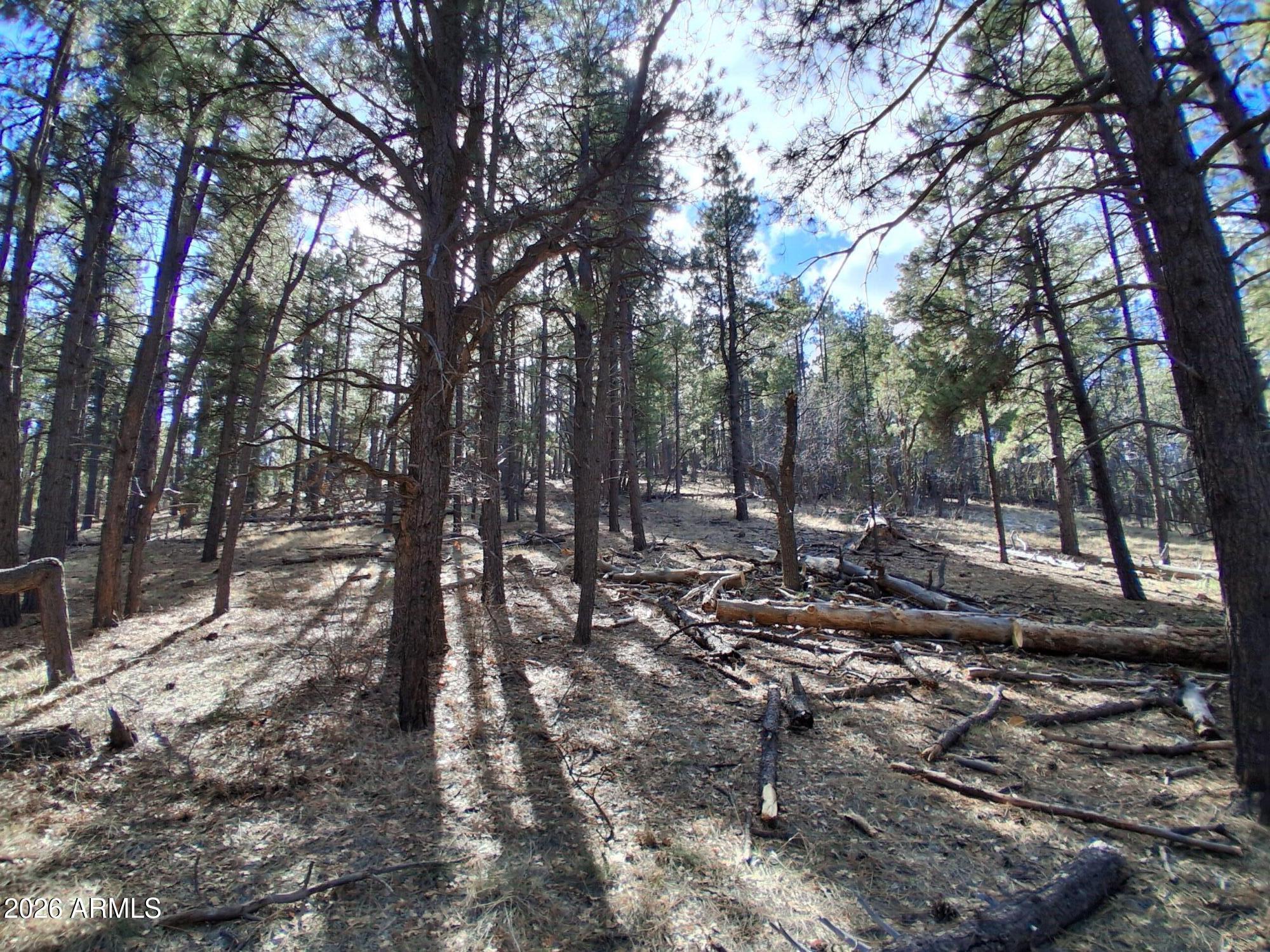 13696 Kings Deer Road Parks, AZ 86018 - Photo 25 of 32 a view of a forest with trees