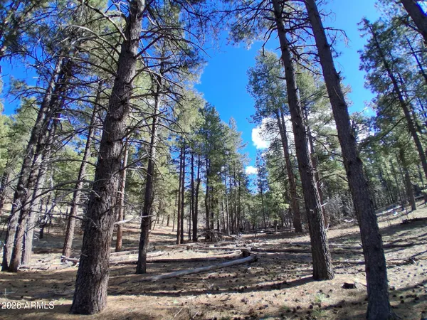 a view of a forest filled with trees