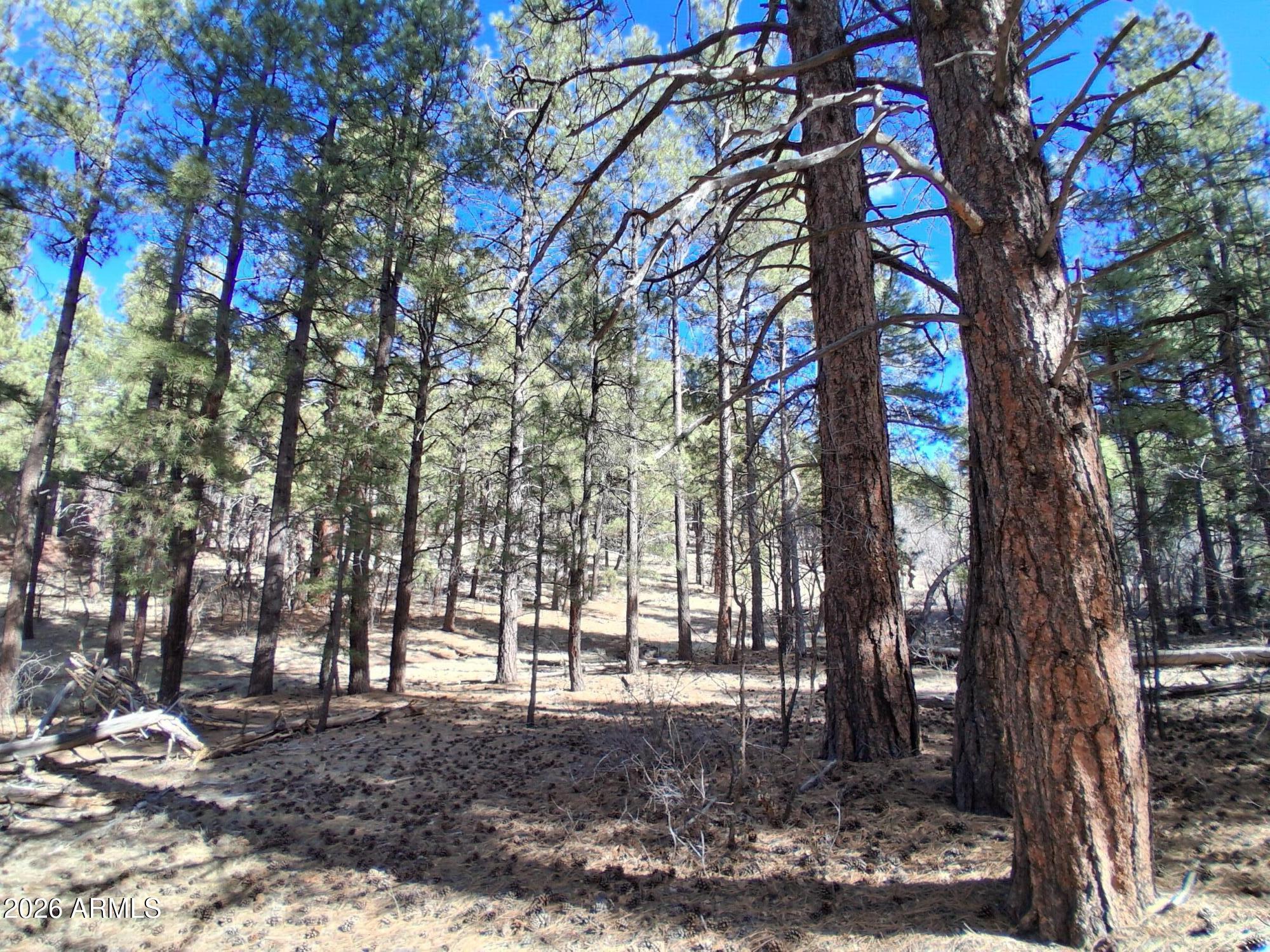 13696 Kings Deer Road Parks, AZ 86018 - Photo 9 of 32 a view of a yard with a tree