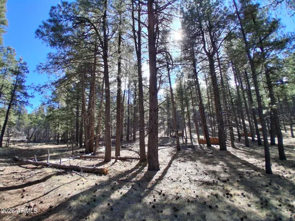 a view of a yard with large trees