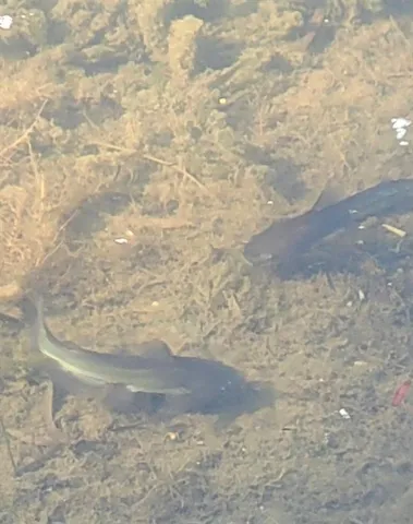 $349,000 | 19707 Fm 485, Burlington, TX 76519