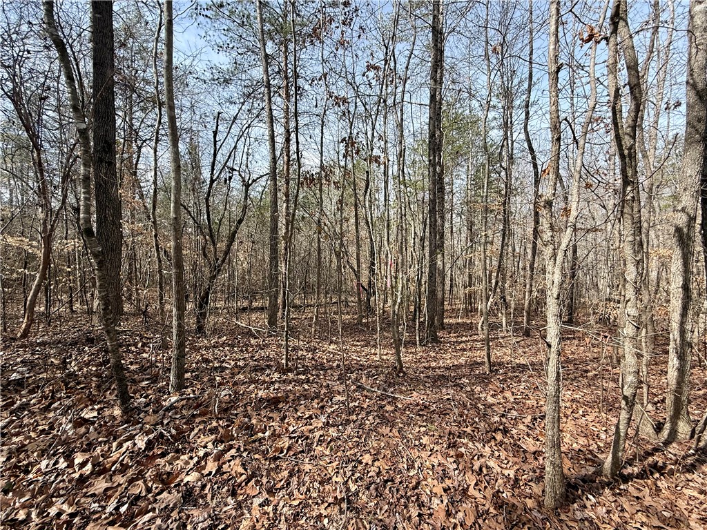0 Friendship Loop Drive Seneca, SC 29678 - Photo 11 of 25 This serene wooded landscape offers a private retreat for your future home.