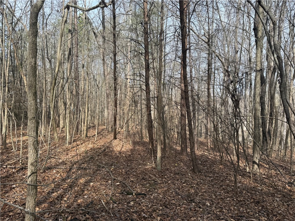 0 Friendship Loop Drive Seneca, SC 29678 - Photo 7 of 25 This serene woodland offers a tranquil escape, perfect for nature enthusiasts.