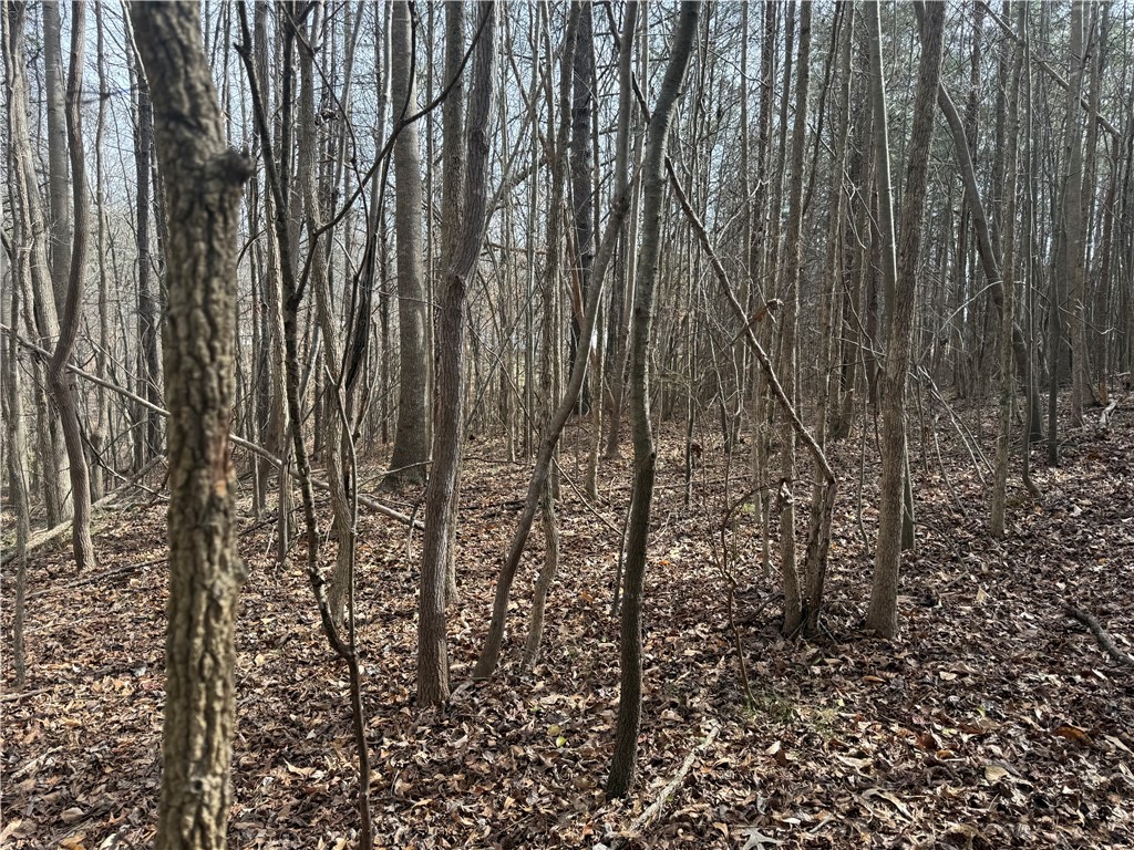 0 Friendship Loop Drive Seneca, SC 29678 - Photo 8 of 25 This wooded lot offers a tranquil setting for a future home.