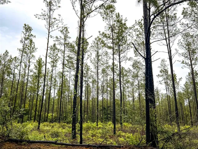a view of outdoor space and tree